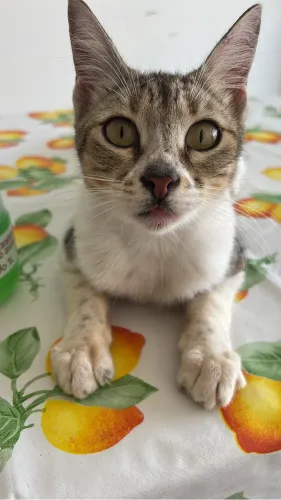 Gatinha para Adoção