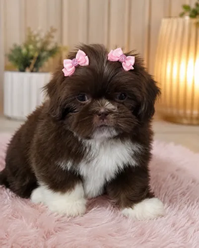 Shih-tzu pequeno porte com ótima linhagem