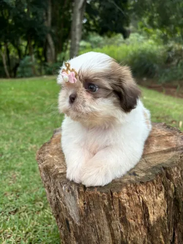 Shih tzu micro