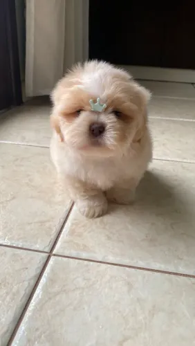 Lindos Filhotes de shih tzu disponíveis.
