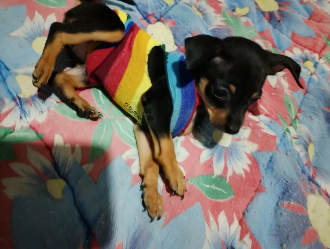 Pincher filho e fêmea