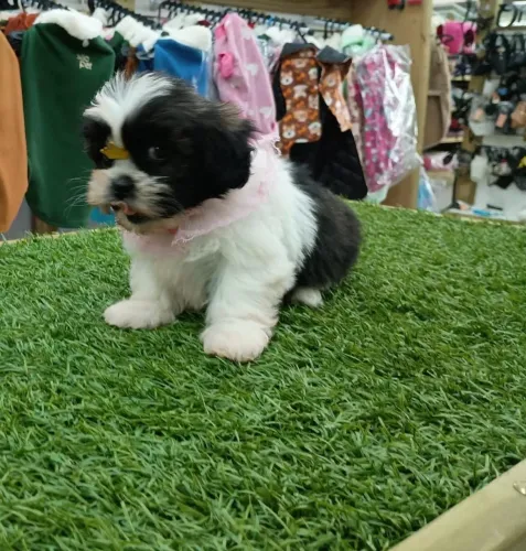Lhasa Apso Fêmea 