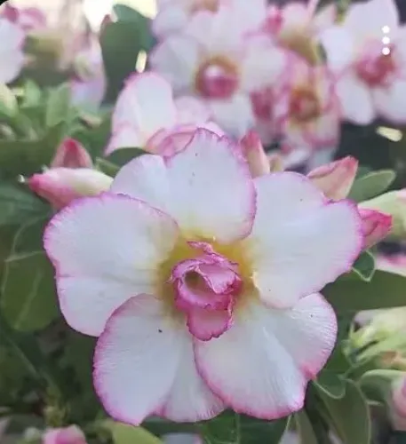 Rosa do deserto