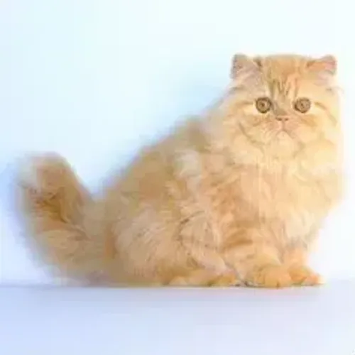 Gato Persa Olhos Azuis