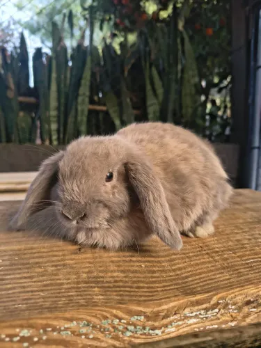 Coelha mini lop