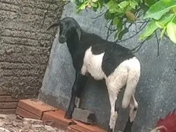 ovelhas e carneiros