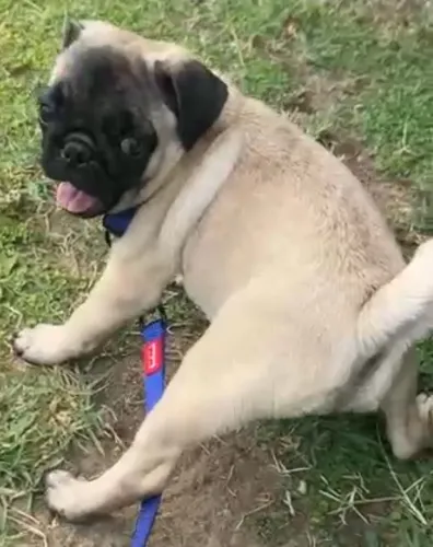 Pug