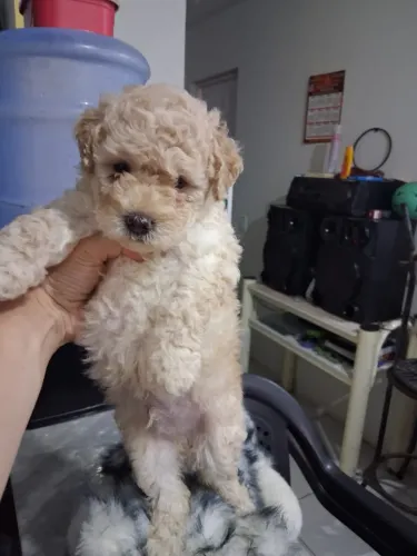 Filhote poodle toy.