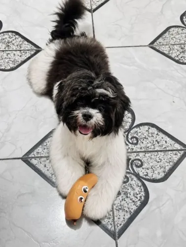 Shitzu macho 10 meses