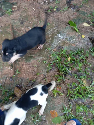 Doação Responsável - Cachorros