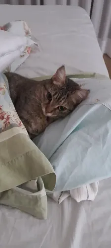 Gatinja tigrada p adoção. Castrada e vacinada, muito carinhosa.