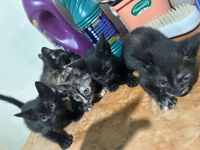 Doando filhote de gatos