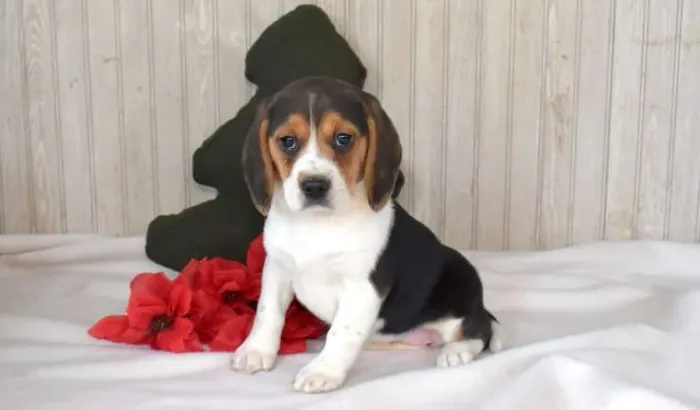 Beagle Macho e Fêmea - Filhotes Saudáveis Disponíveis!
