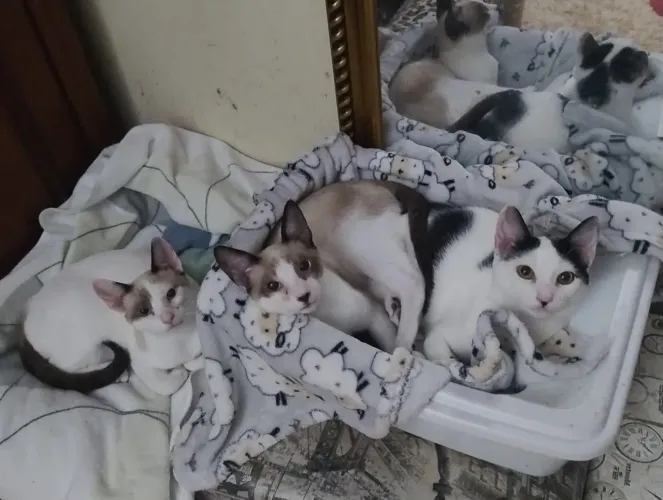 Gato para doação