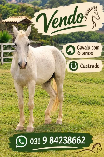 Vendo cavalo