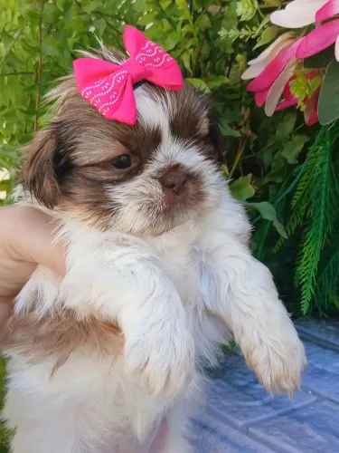 Shitzu fêmea mini nariz marron lindíssima 