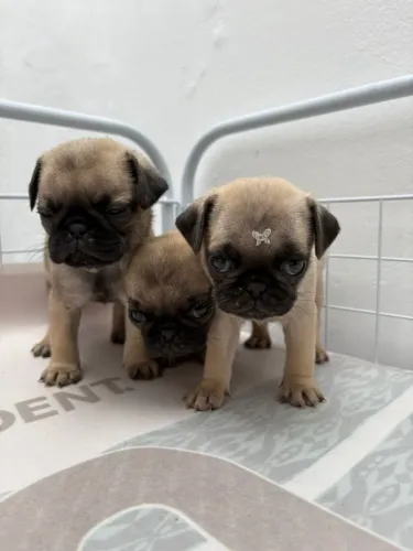 ¿ Pug ¿ abrico ? E black 