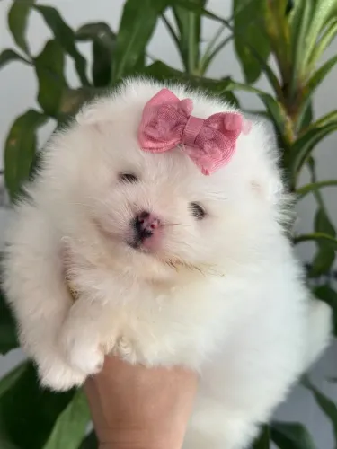  O cachorro queridinho das celebridades - Spitz Alemão Anão 