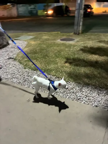 Cachorro Chihuahua