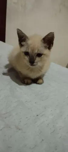 Procuro um lar para essa gatinha filhote siamês