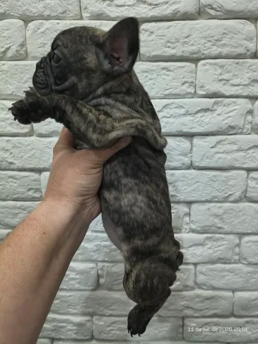 Filhote fêmea Bulldog