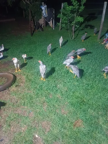 Aves
