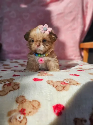 Neném de raça pura Shih Tzu/ Shitzu filhotinhos fofos macho e fêmea em São Paulo