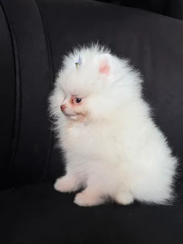 PEDIGREE Fêmea Lulu da Pomerania MINI olhos verdes e fucinho rosa