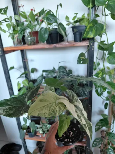 Plantas