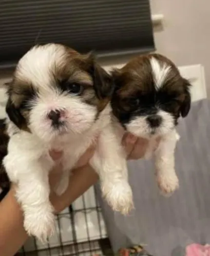 Lhasa Apso Filhotes Escolha Inteligente.