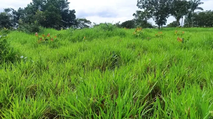 fazenda terra cultura escriturada e registrada troca casa em Brasília