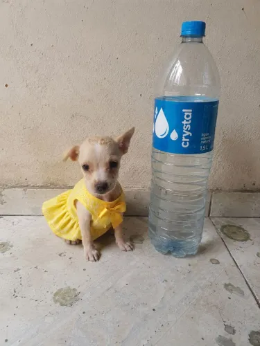 Filhote de pinscher com chuaua fêmea