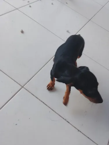 cachorro pinscher 1