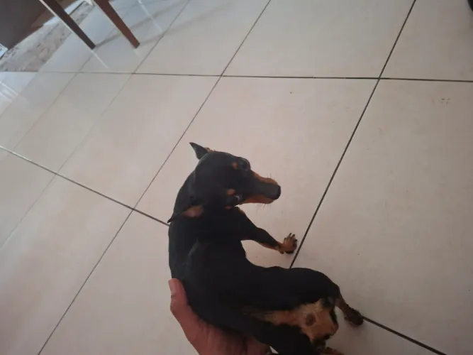 Cachorra pinscher pra cruzar