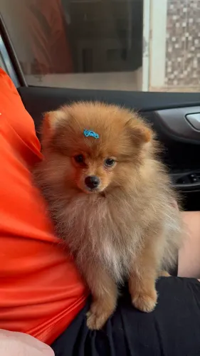 Spitz Alemão - Filhote 4 meses