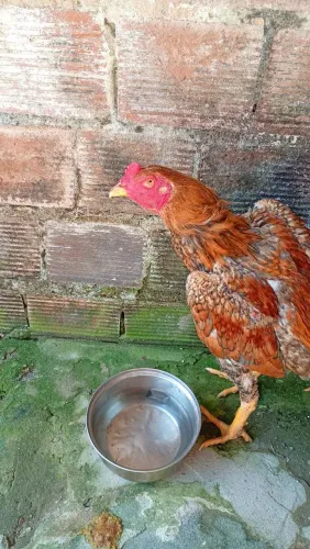 Galo de raça