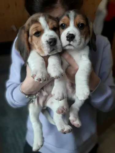 beagles com procedencia