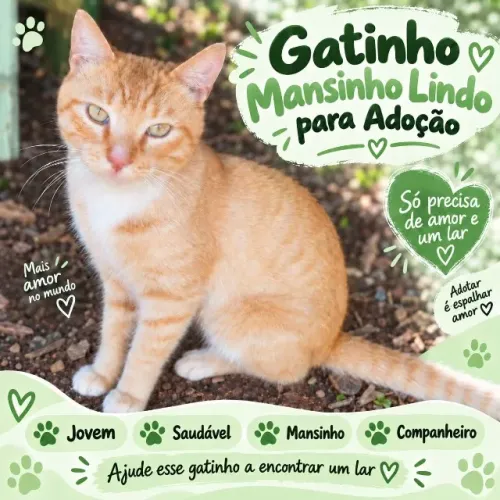 Gatinho lindo e companheiro fiel para adoção