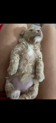Filhote poodle