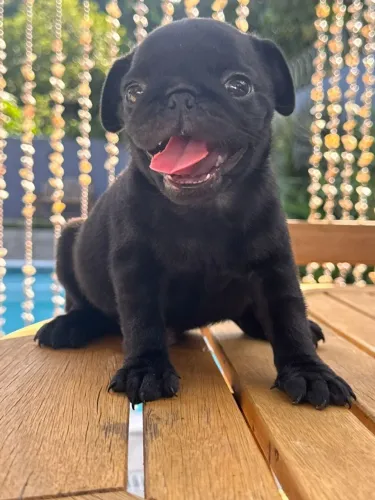 PUG PRETO
