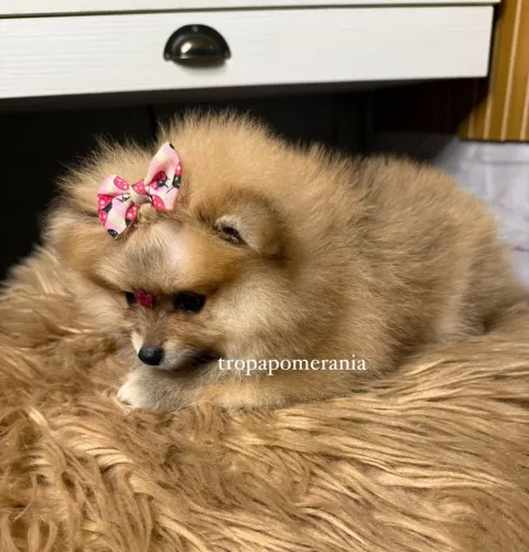 LULU DA POMERANIA 