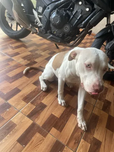 pitbull pura fêmea