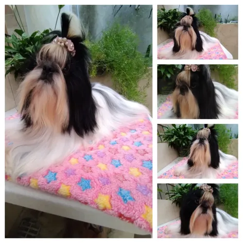 Belíssimos Filhotes de Shih Tzu