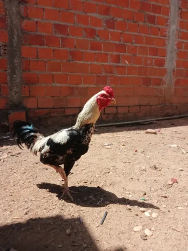 Galo a venda 