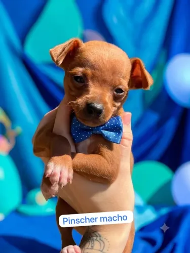 O Novo Amor da Sua Família Pinscher macho