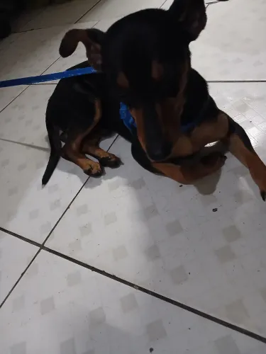 Cachorro Pinche