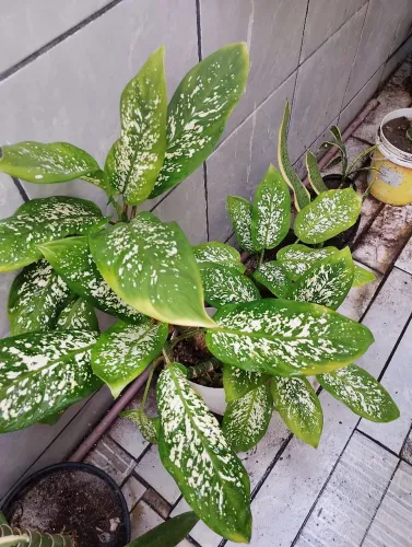 Mudas de plantas naturais