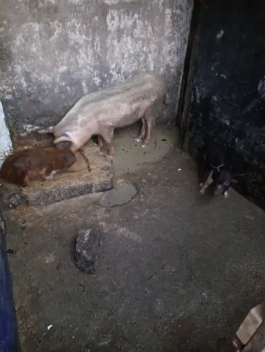 Vendo 15 leitões cada um 250