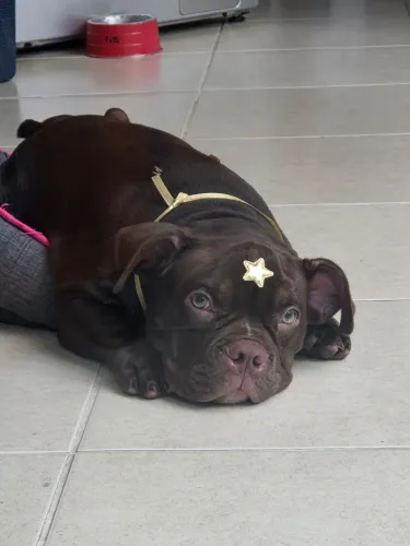 American bully micro fêmea com pedigree