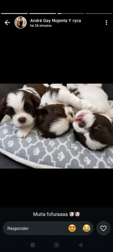 Shih Tzu